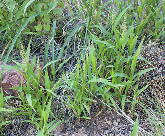  Setaria liebmannii